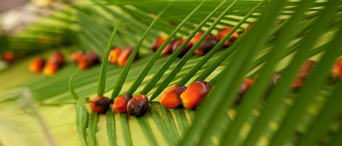 Palm Oil Update Indonesia: Subsidies for Biofuel to Lift CPO Prices