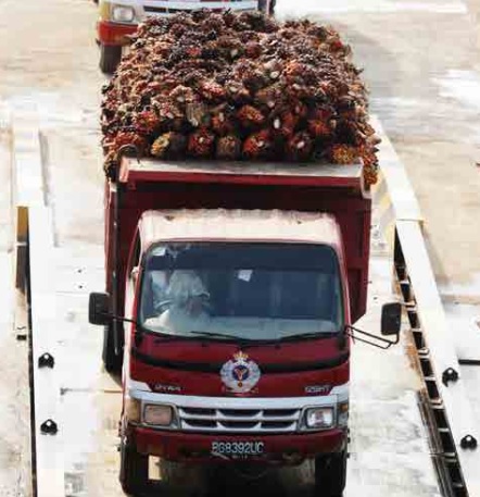 Malaysia Extends Zero Palm Oil Export Tariff, Indonesia May Follow Suit