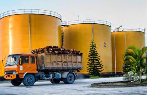 Palm Oil Industry Update Indonesia: CPO Production at 40 Million by