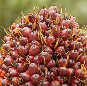 Crude Palm Oil (CPO) Exports from Indonesia Sluggish on Weak Demand