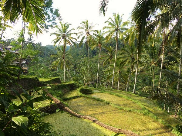 Rice in Indonesia: Irrigation, Sawah Size & Seeds Need Improvement